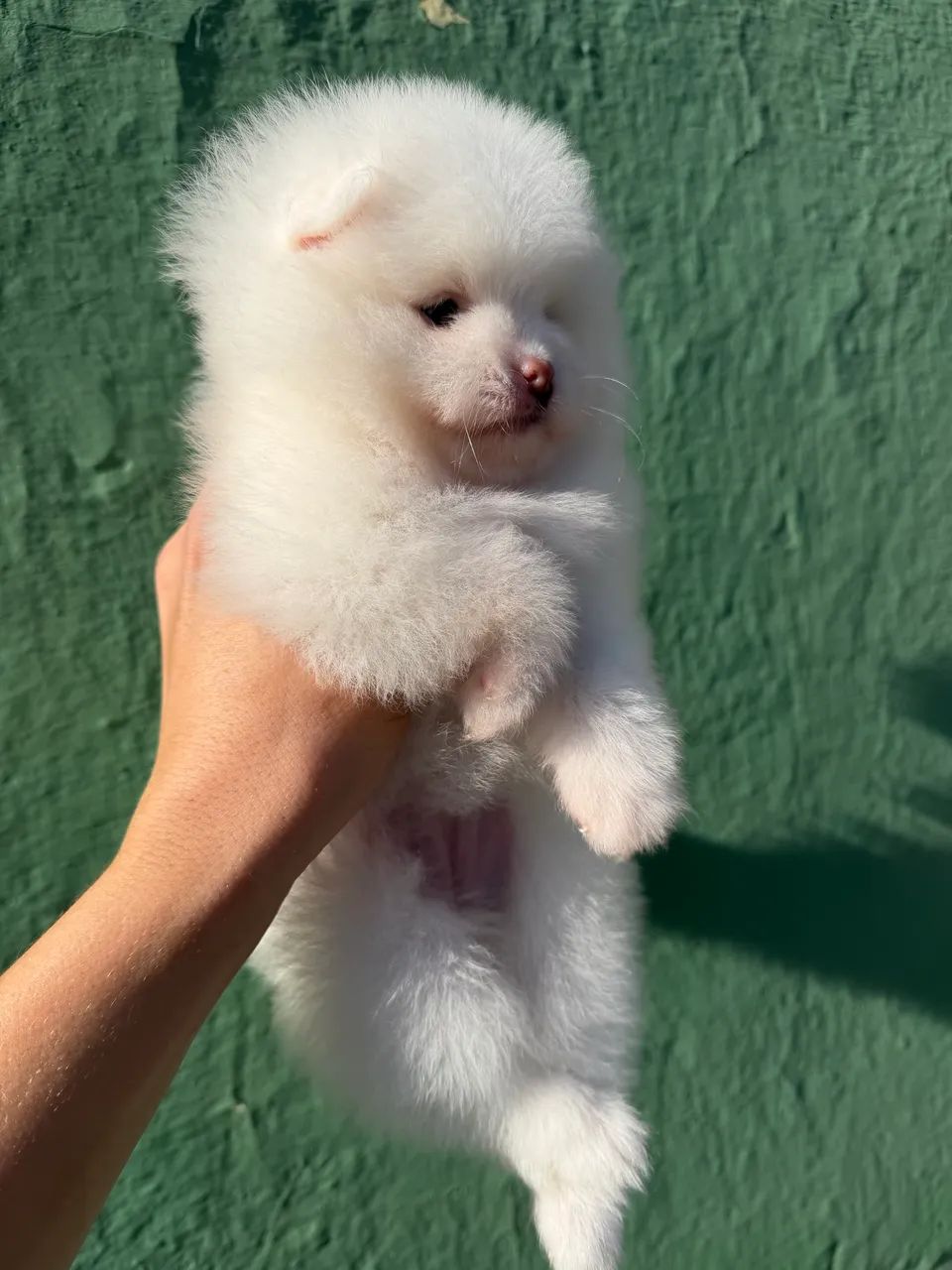Spitz alemão macho  - Foto 4