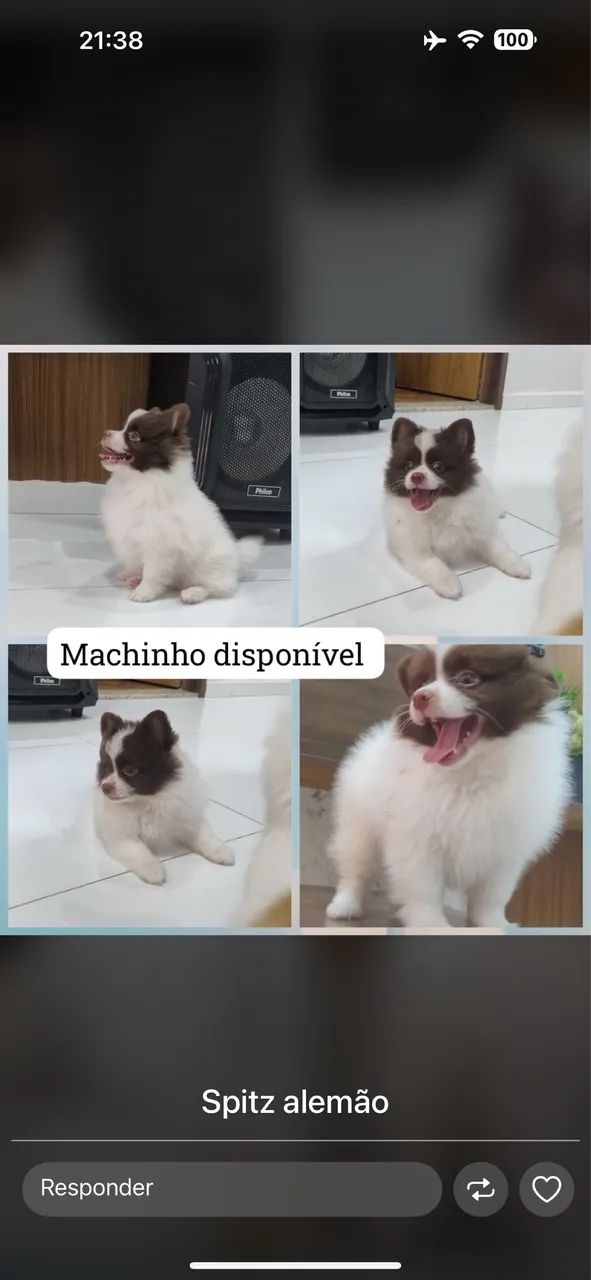 Filhote fêmea Lulu da pomerania 