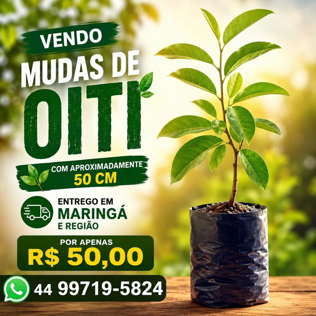 Muda de oiti