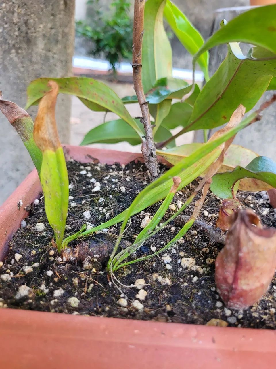 Carnivora (nepenthes) - Foto 3