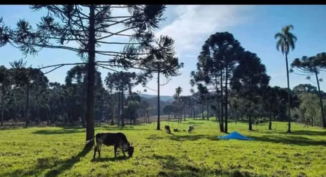 Vendo sítio na Lapa PR  - Foto 2