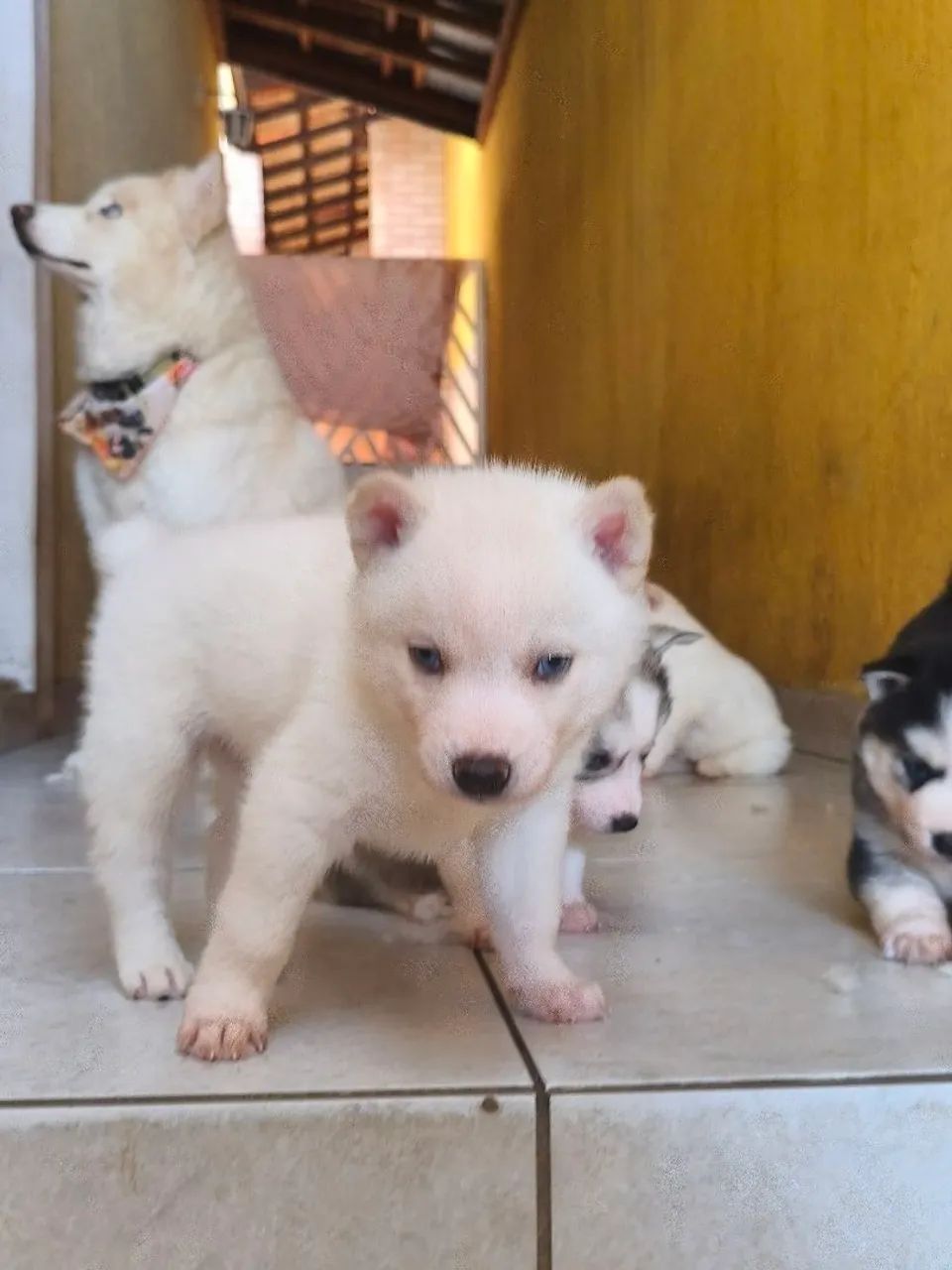 Filhote de husky macho  - Foto 3