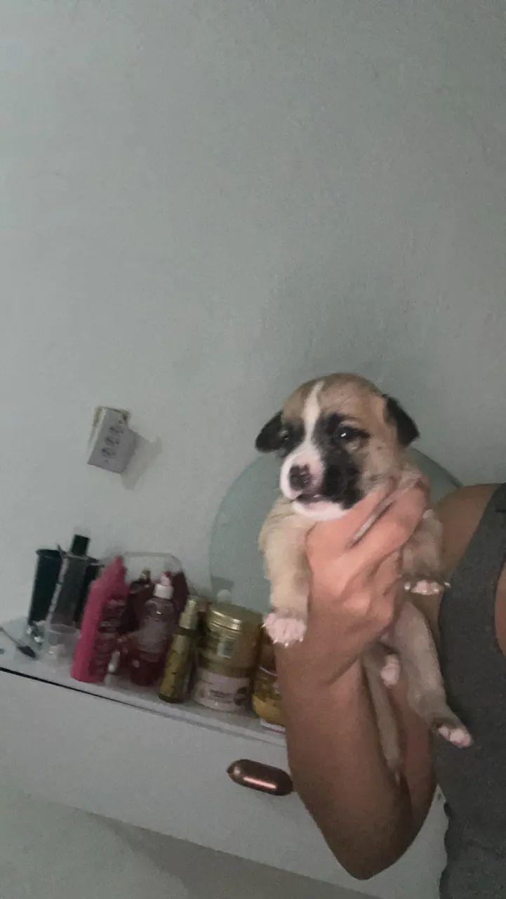 Cachorro p adoção 
