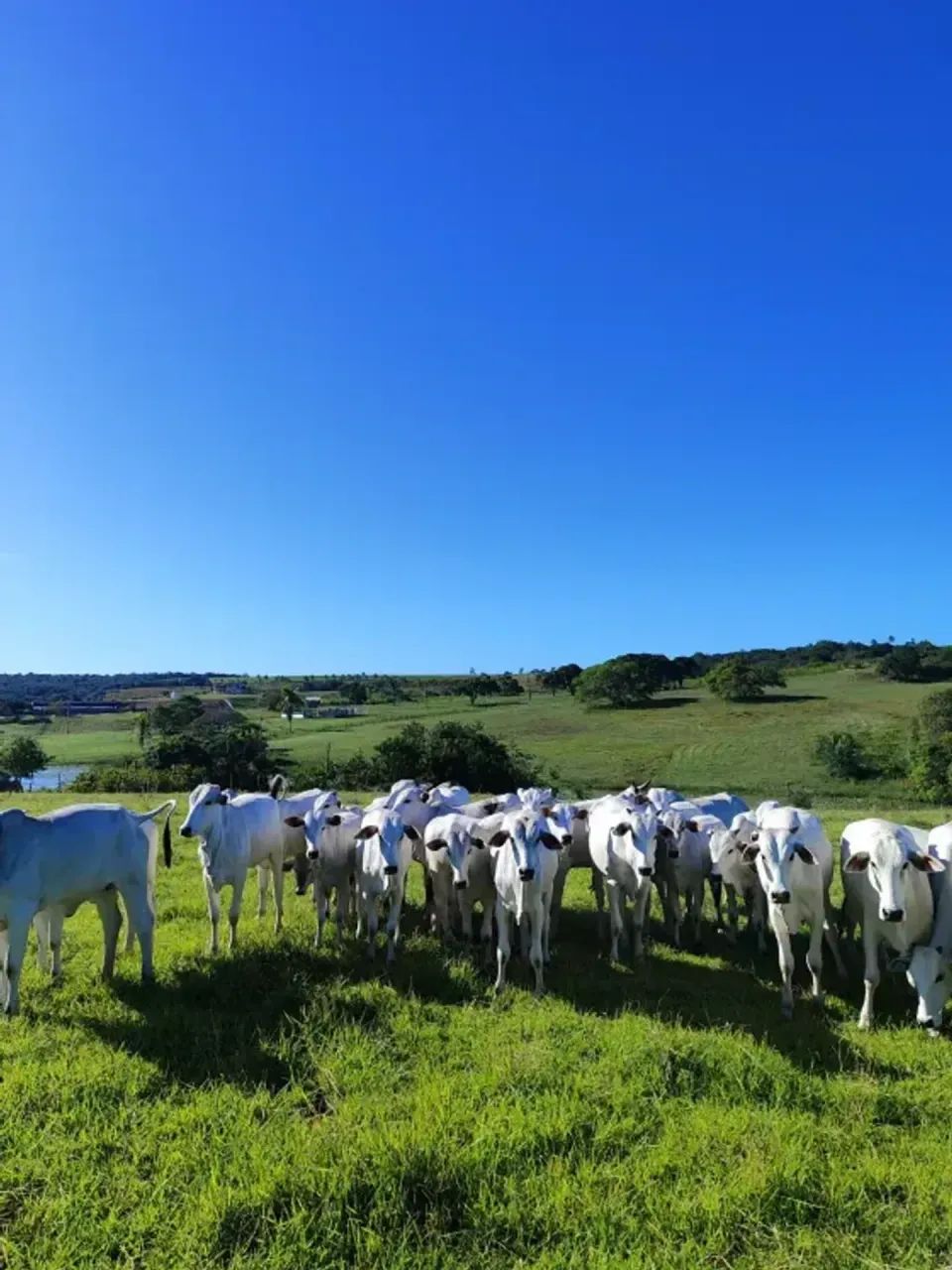 Granja com 20 hectares em comum município de Monte Alegre - Foto 3