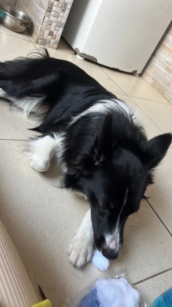 Cachorro - Foto 2