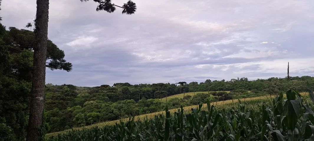 Área Rural 93.000 m² em Balsa Nova - Rodeio Chapada | Nascente e Riacho - Foto 5
