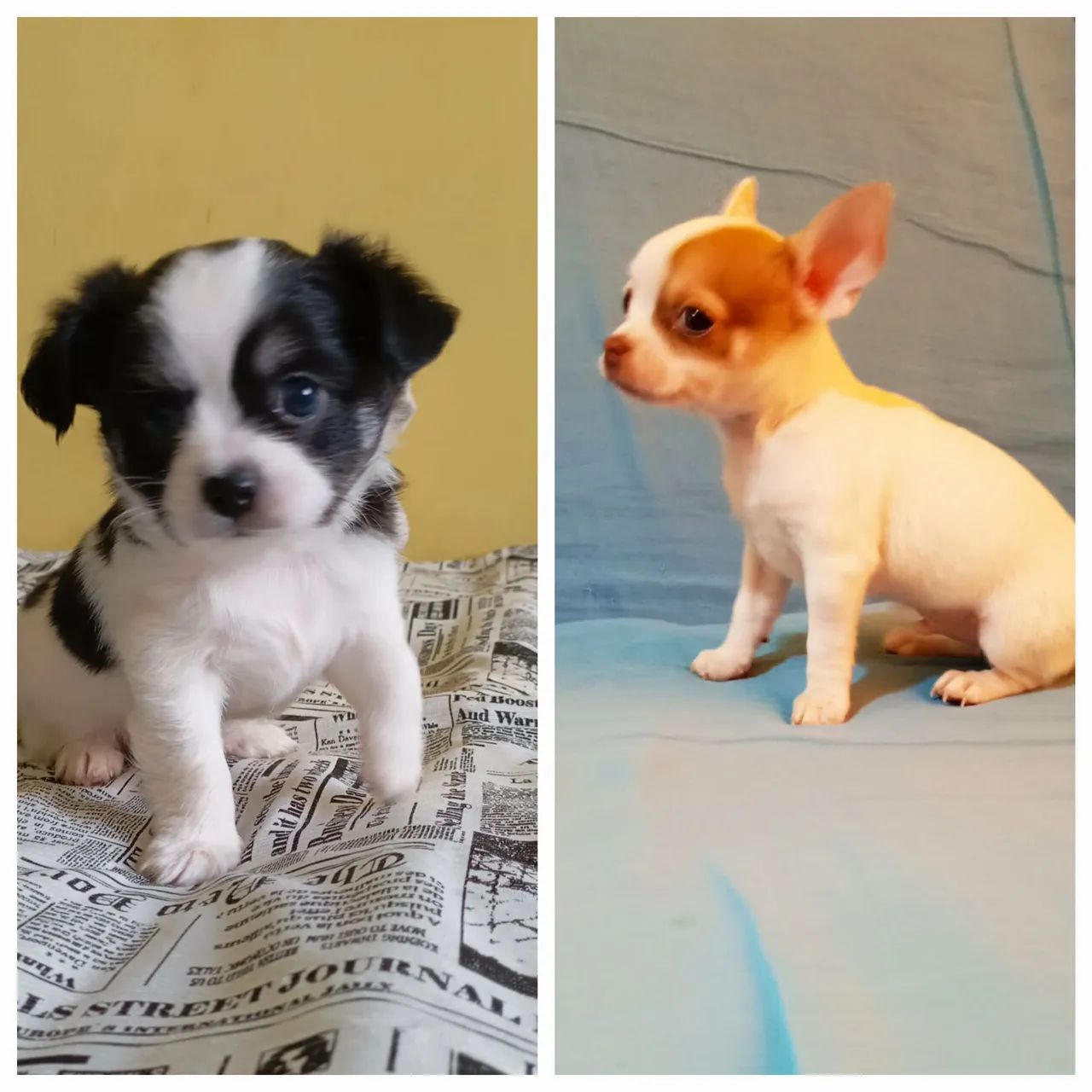 Chihuahua