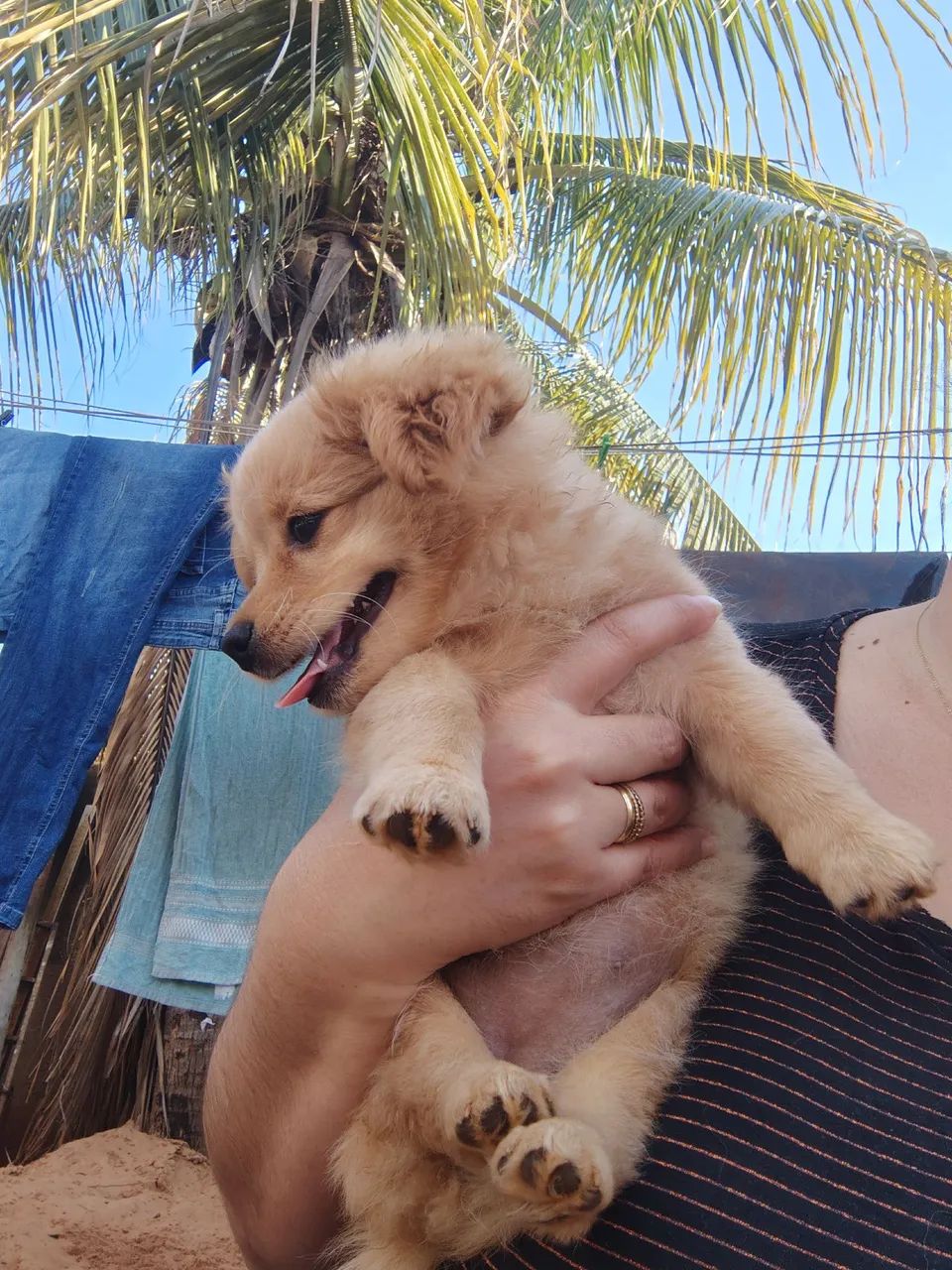 Cachorro filhote