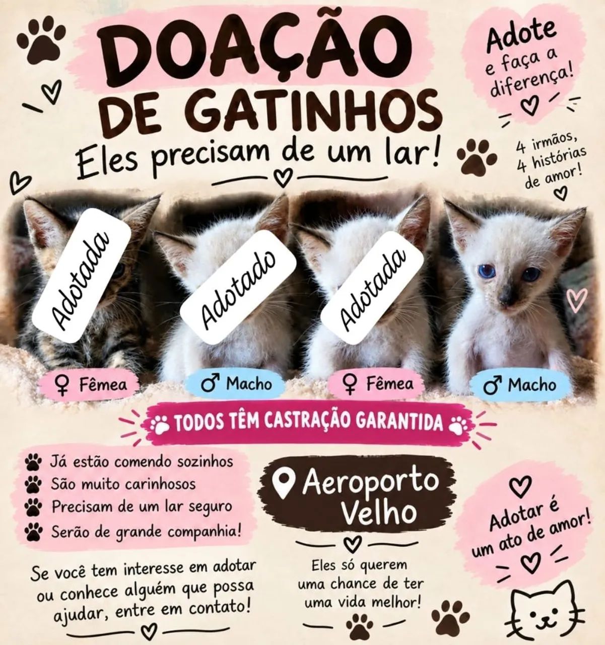 Gato 