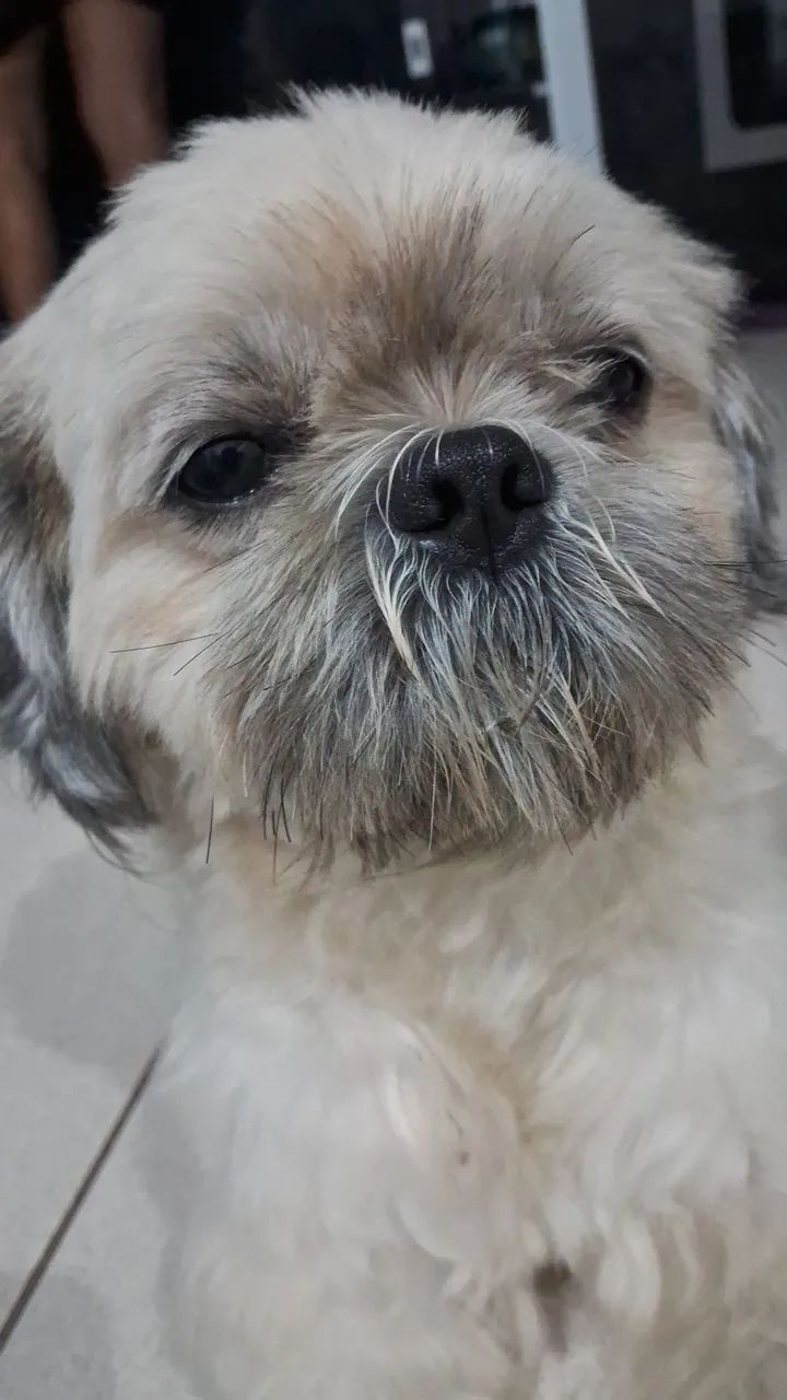 Cachorro  - Foto 2