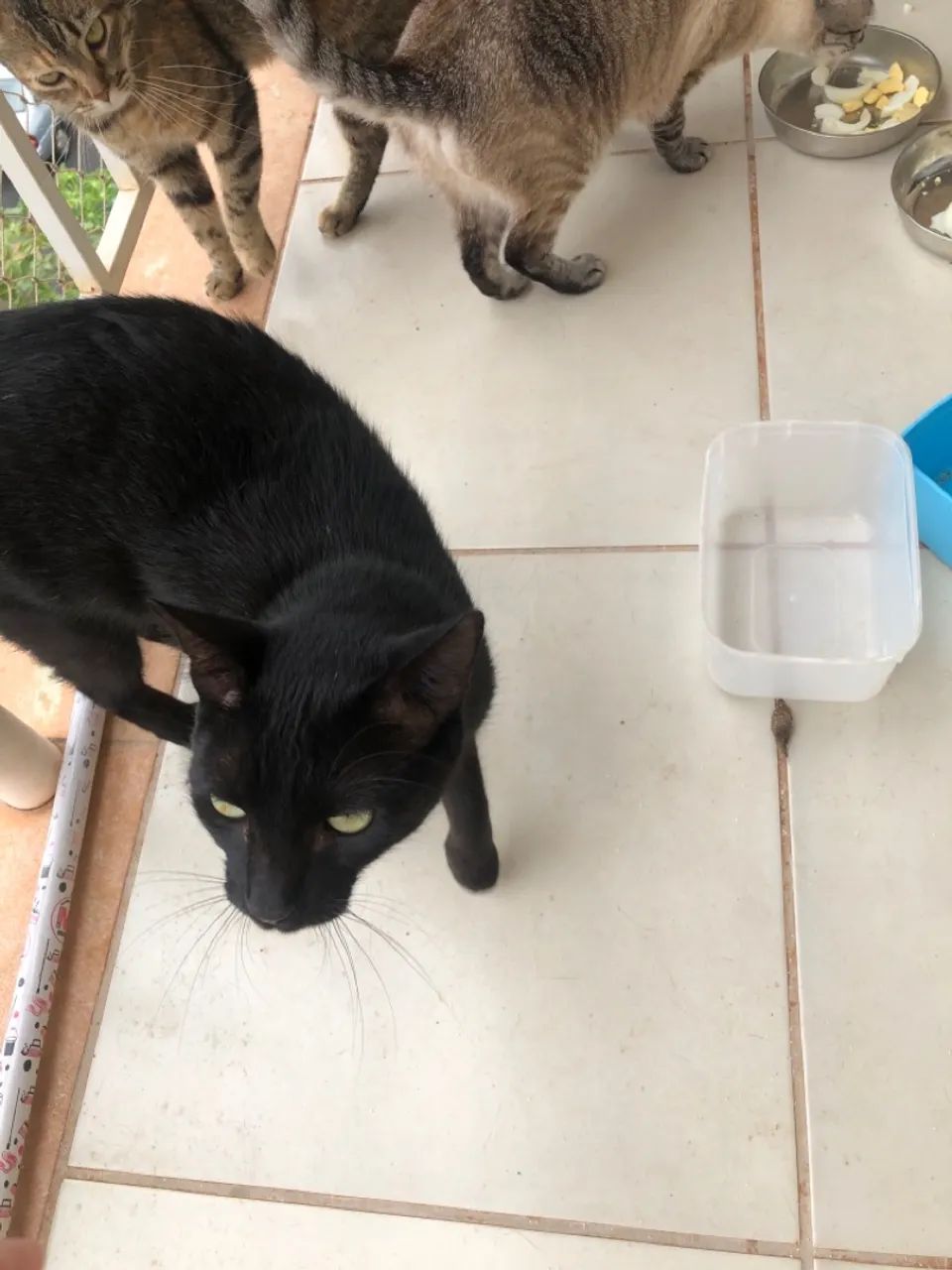 Doa se gatinhos castrado 3 fêmeas 1 macho - Foto 5