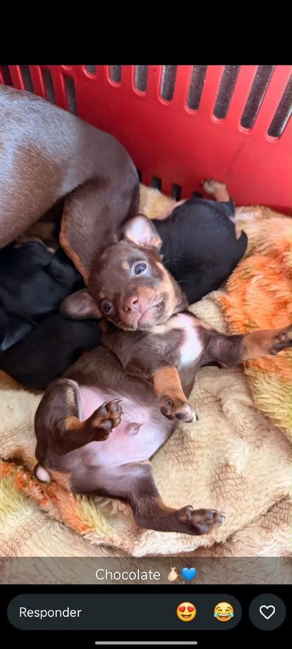 Pinscher miniatura 