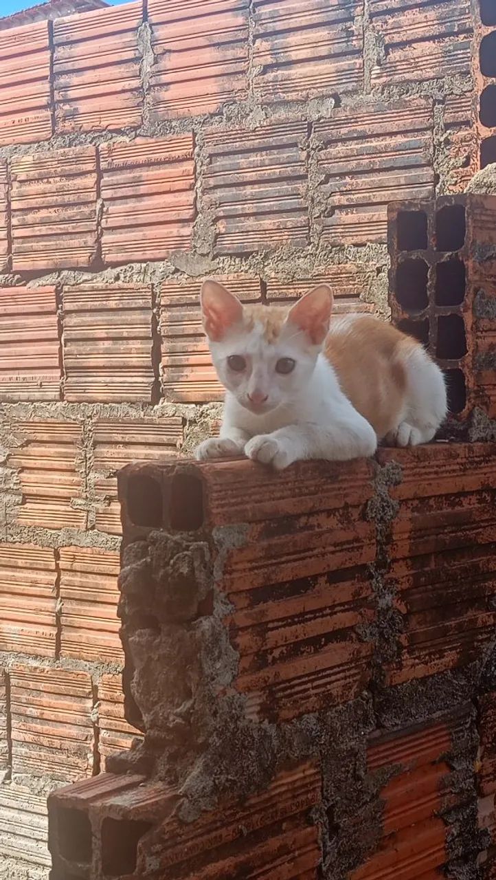 Adoção responsável 