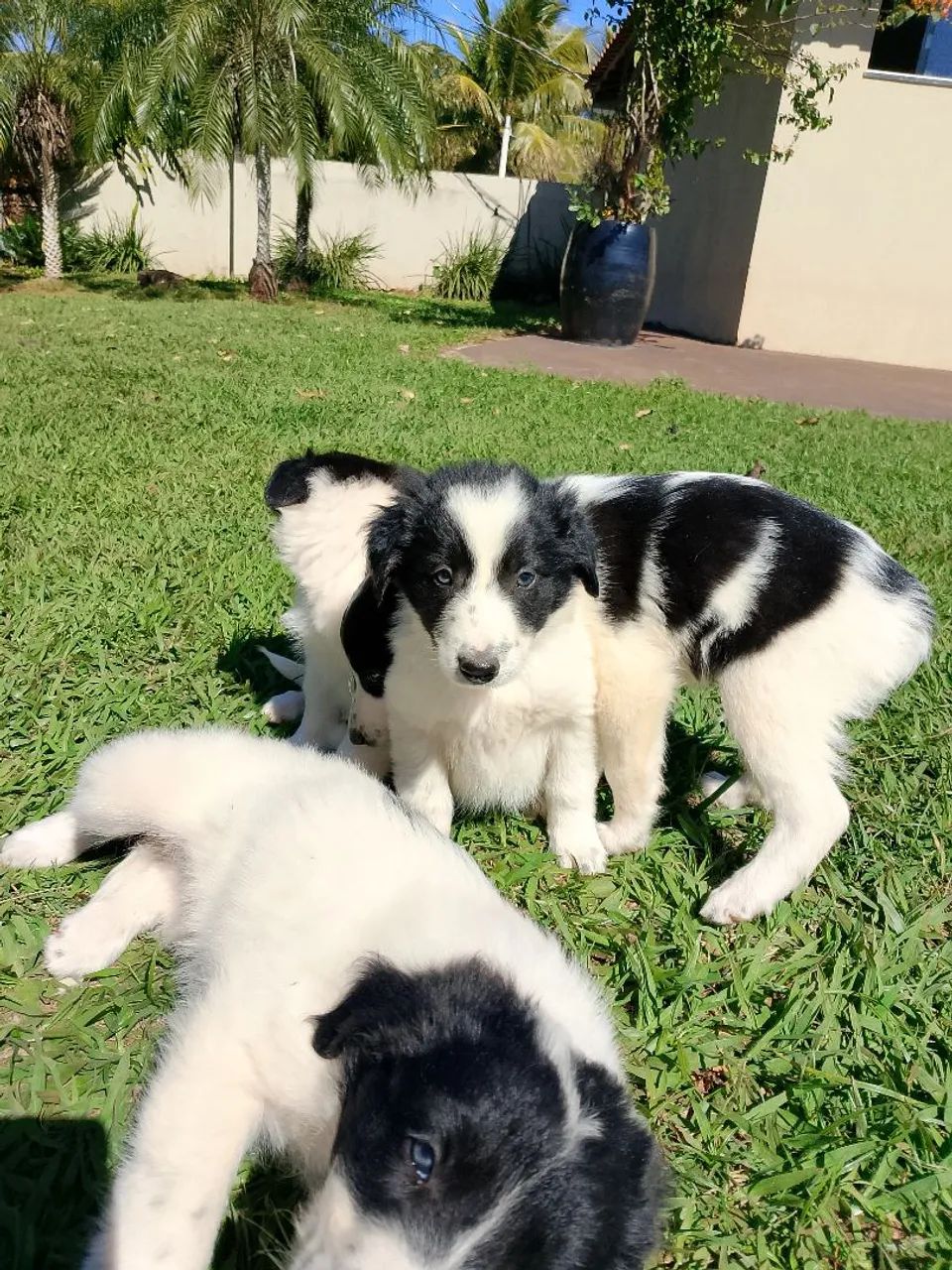 Border collie  - Foto 4