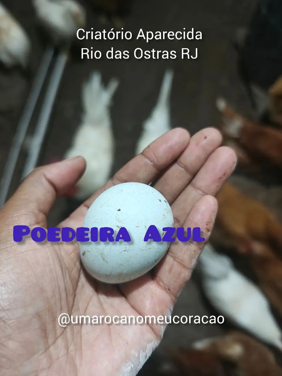 Poedeiras - Foto 3