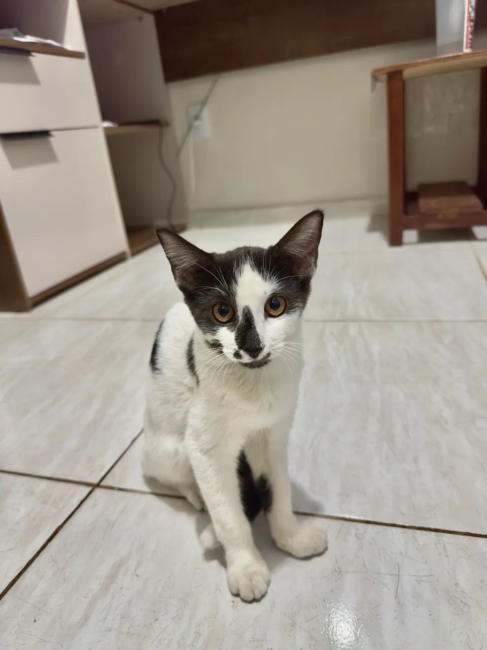 Doação 3 meses fêmea - Foto 3