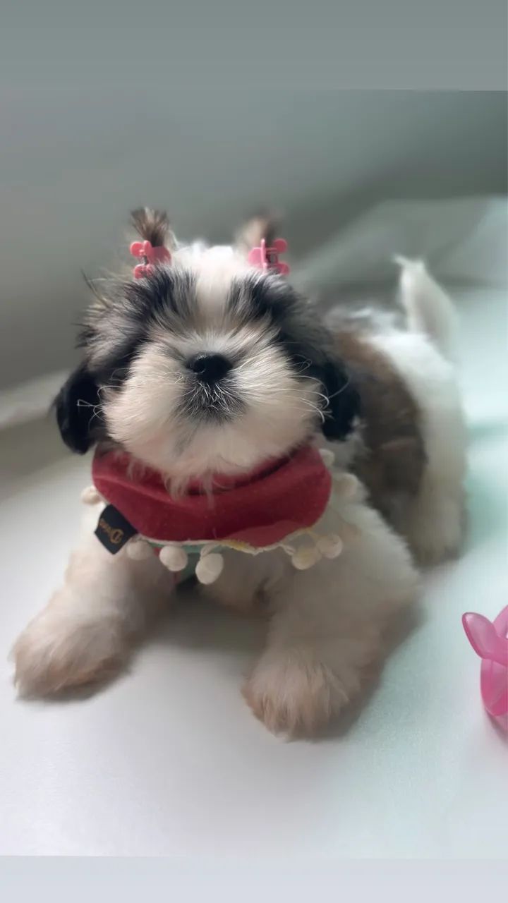 Shihtzu