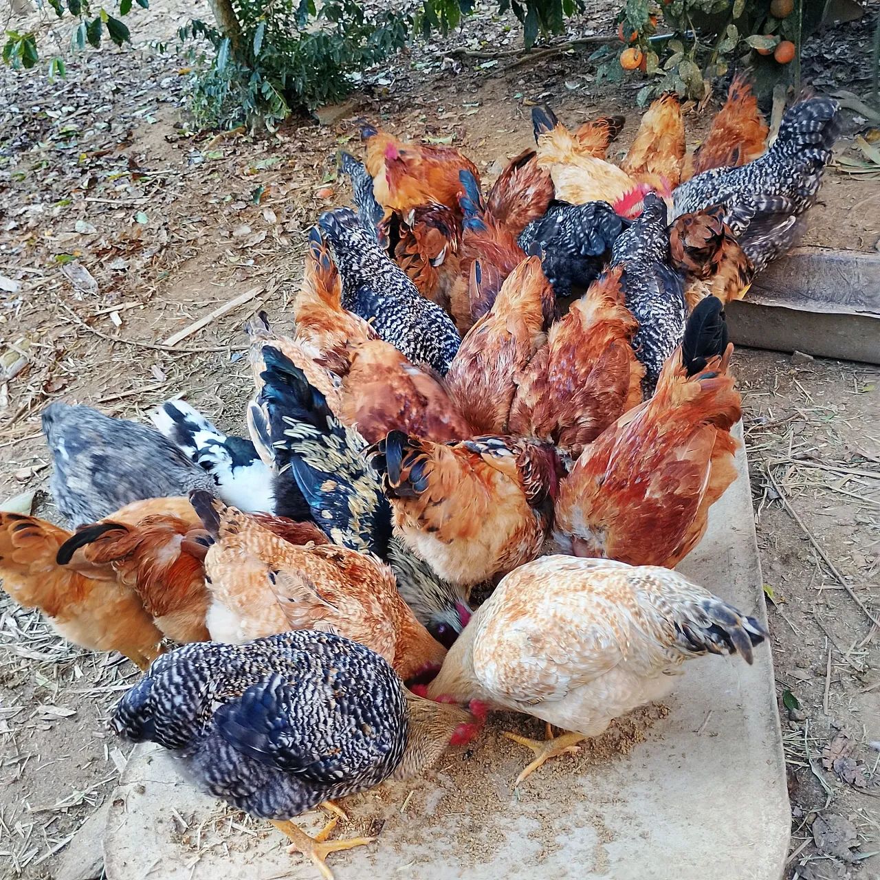 Vendo frangos caipira mistos.  - Foto 4