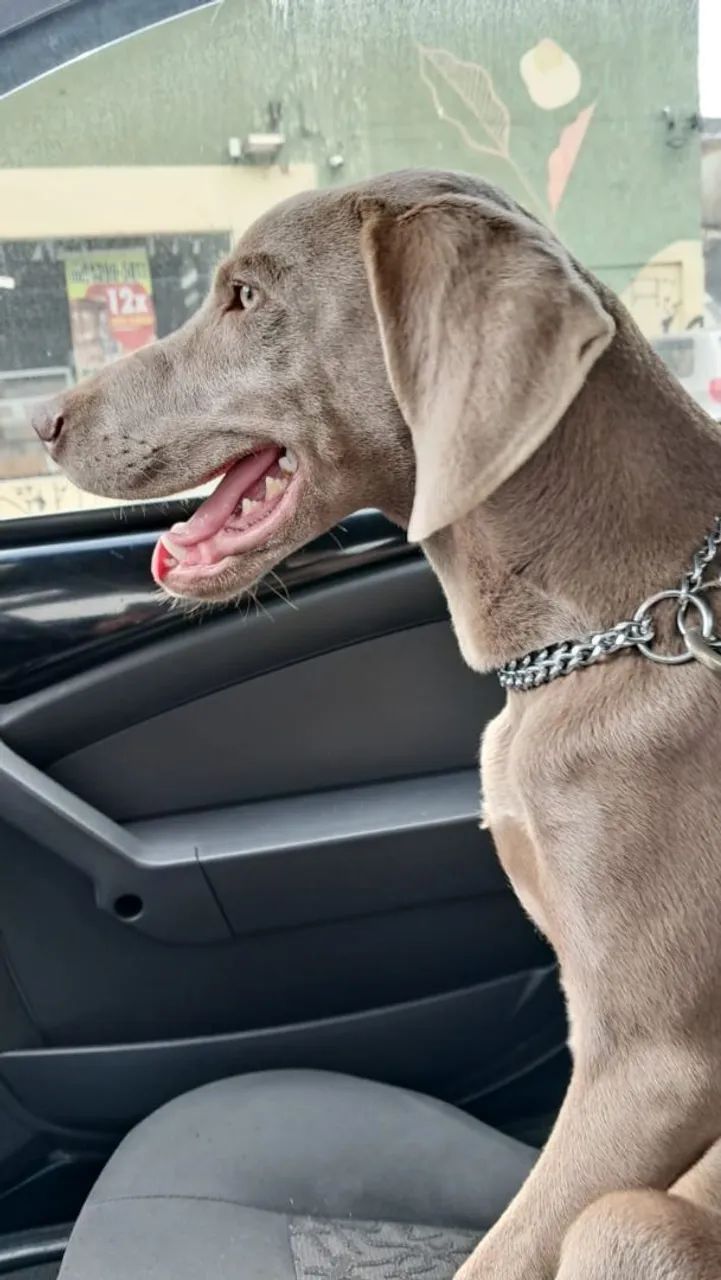 Weimaraner ? - Foto 4