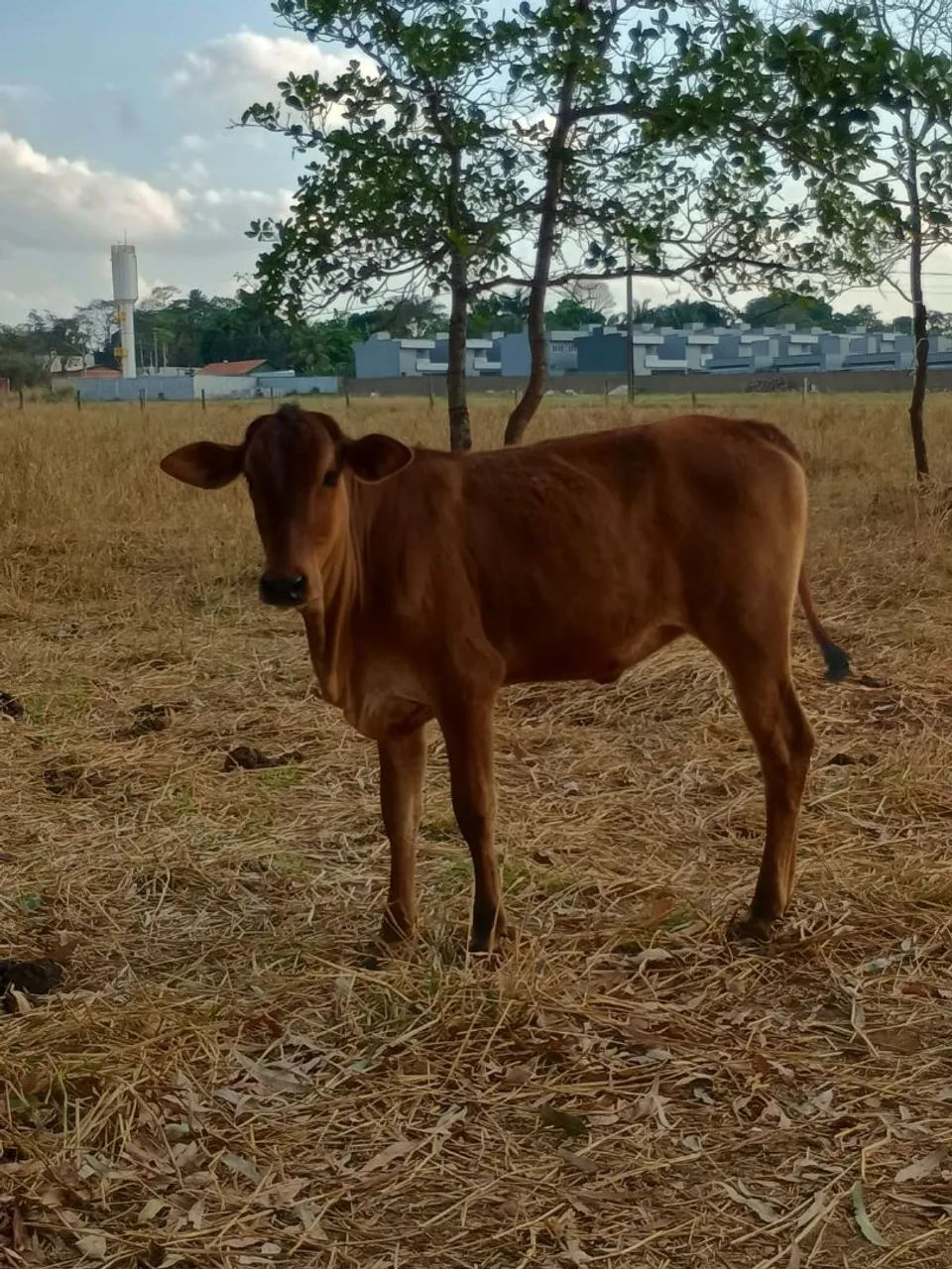 Bezerros e Bezerra  - Foto 2