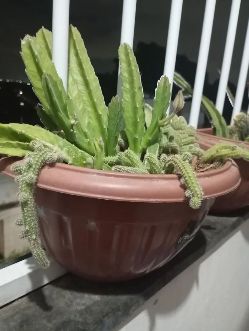 Cactus  - Foto 2