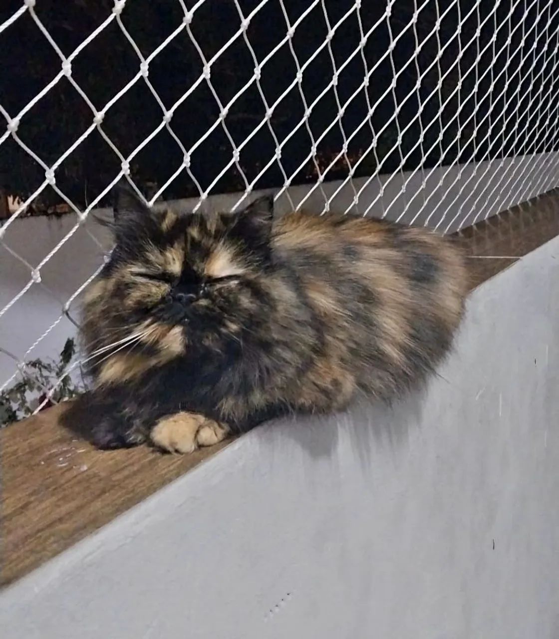 Gata Persa Linda Com Pedigree - Foto 5