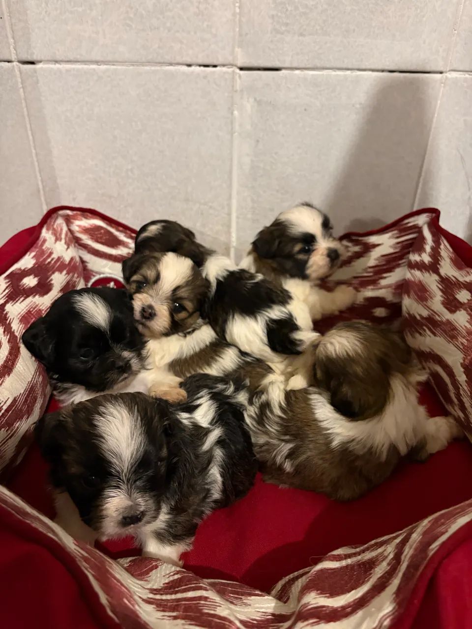 Lhasa apso  - Foto 3