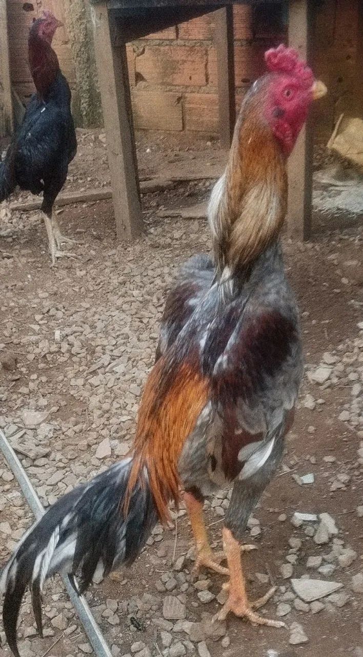 Frango mura - Foto 2