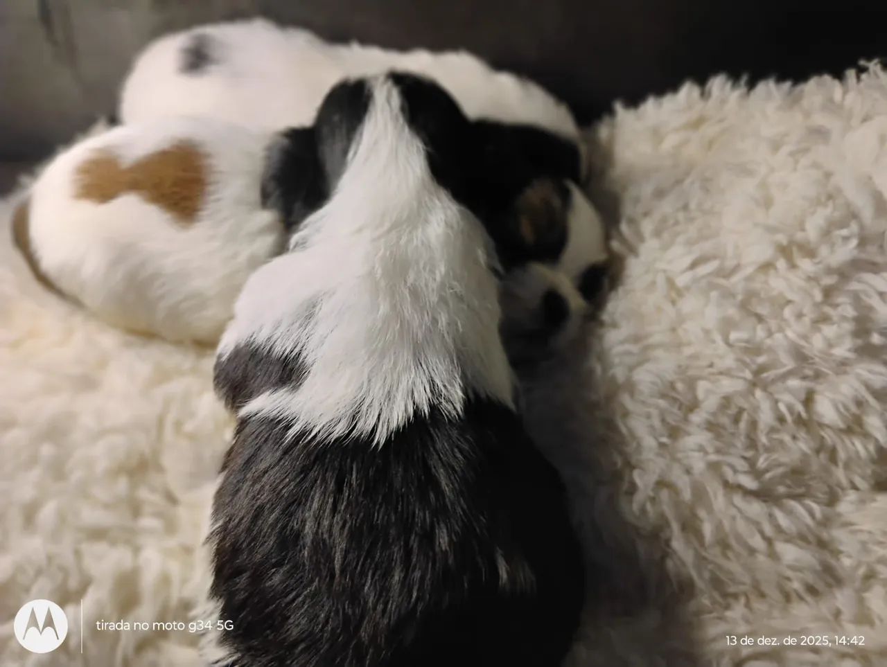 Filhotes de Shih Tzu - Foto 4
