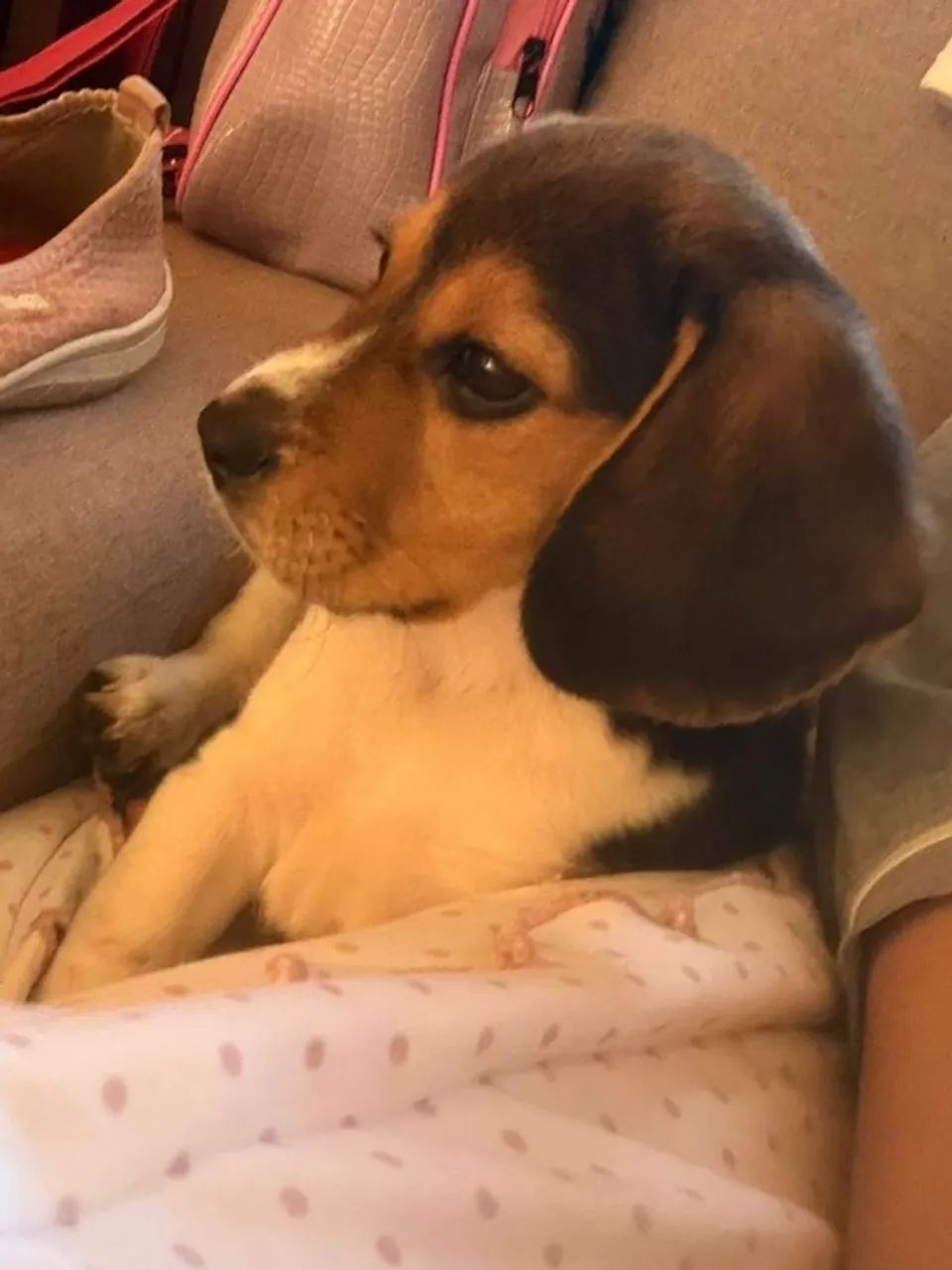 Beagle lindos filhotes 