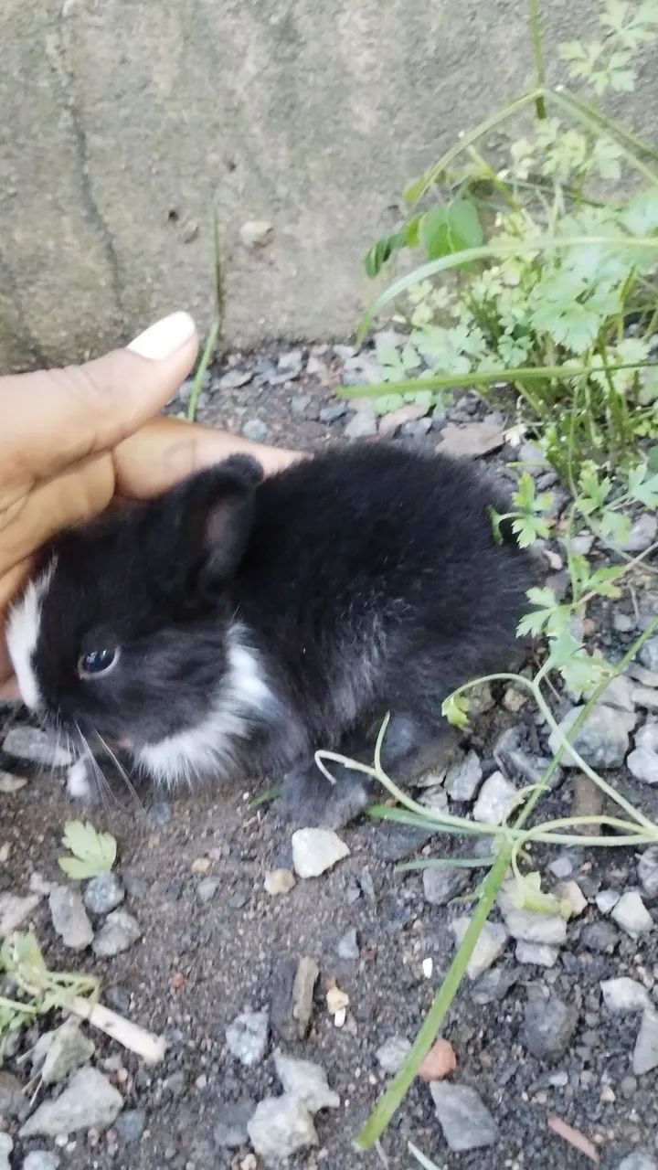 Mini Lion panda  - Foto 4