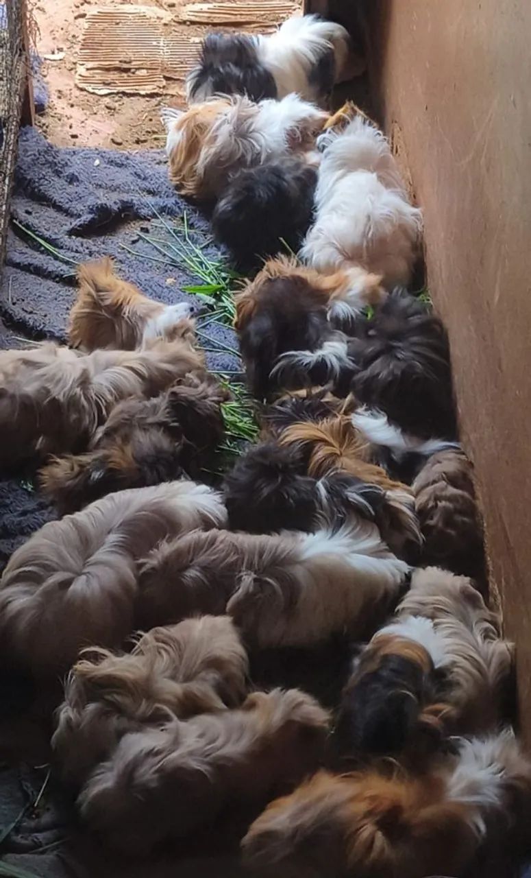 Vendo porquinhos da índia peruanos 