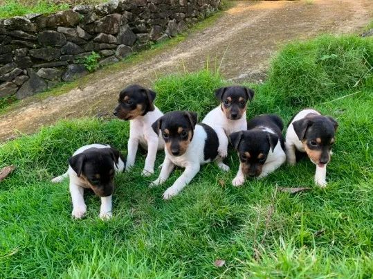 Fox paulistinhas com chiuauau