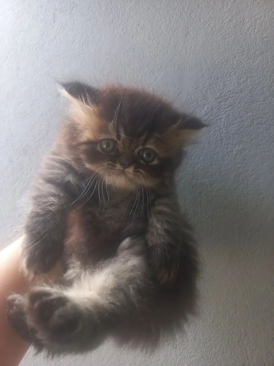Vendo filhote de gato persa 65048974098306121