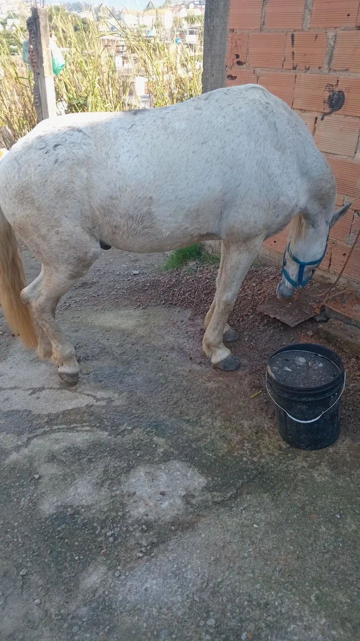 Desapego