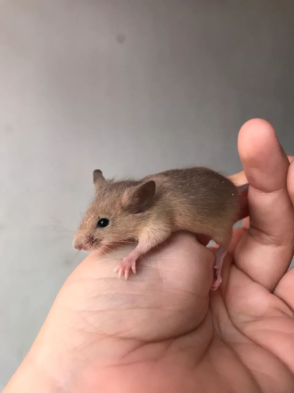 Camundongos ? Ratos domésticos 