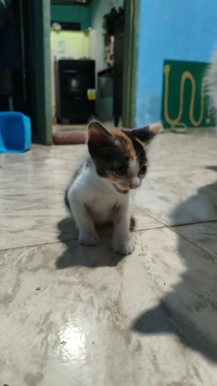 GATO ( FÊMEA ) DOAÇÃO  - Foto 4