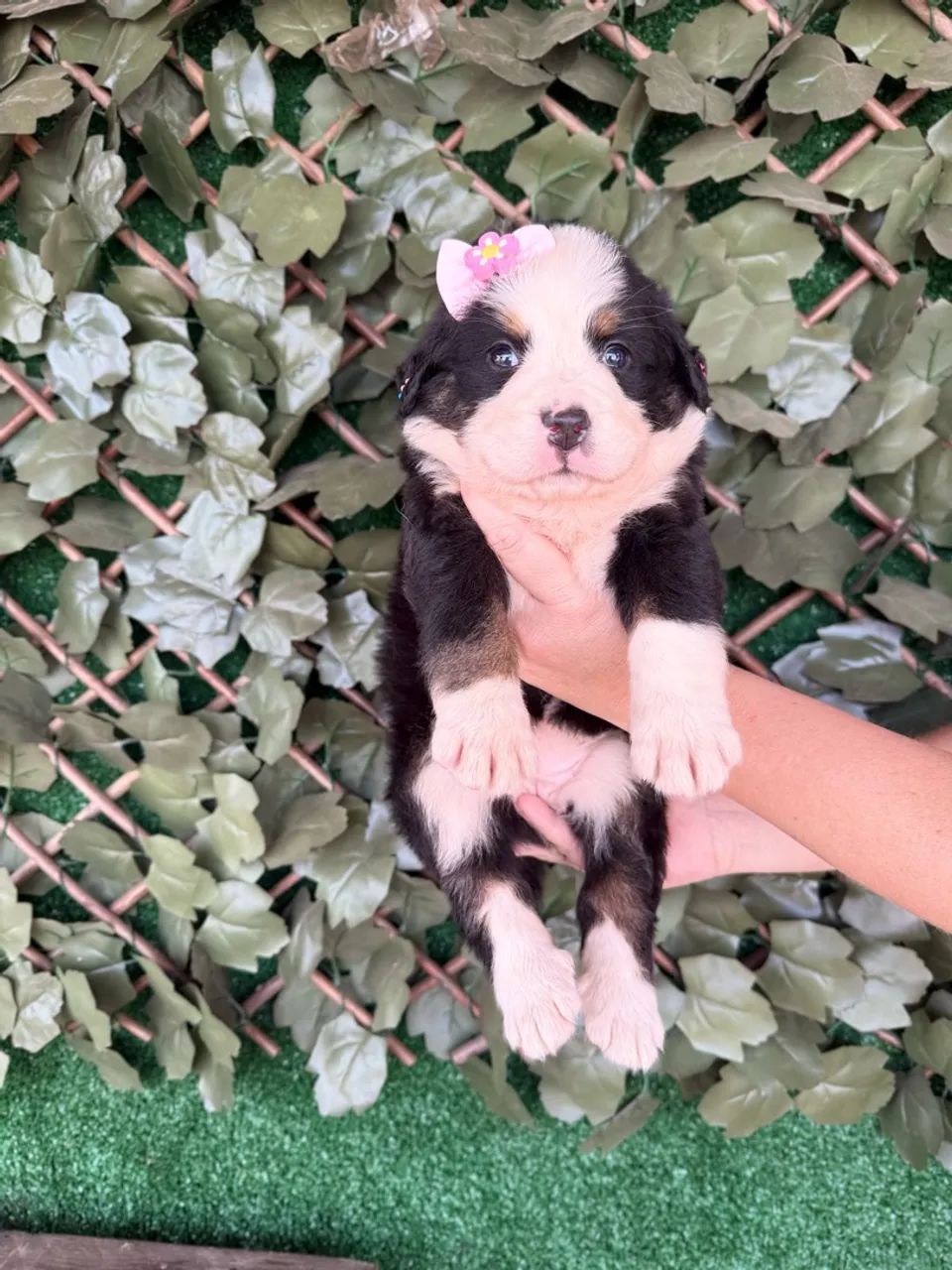 Bernese 