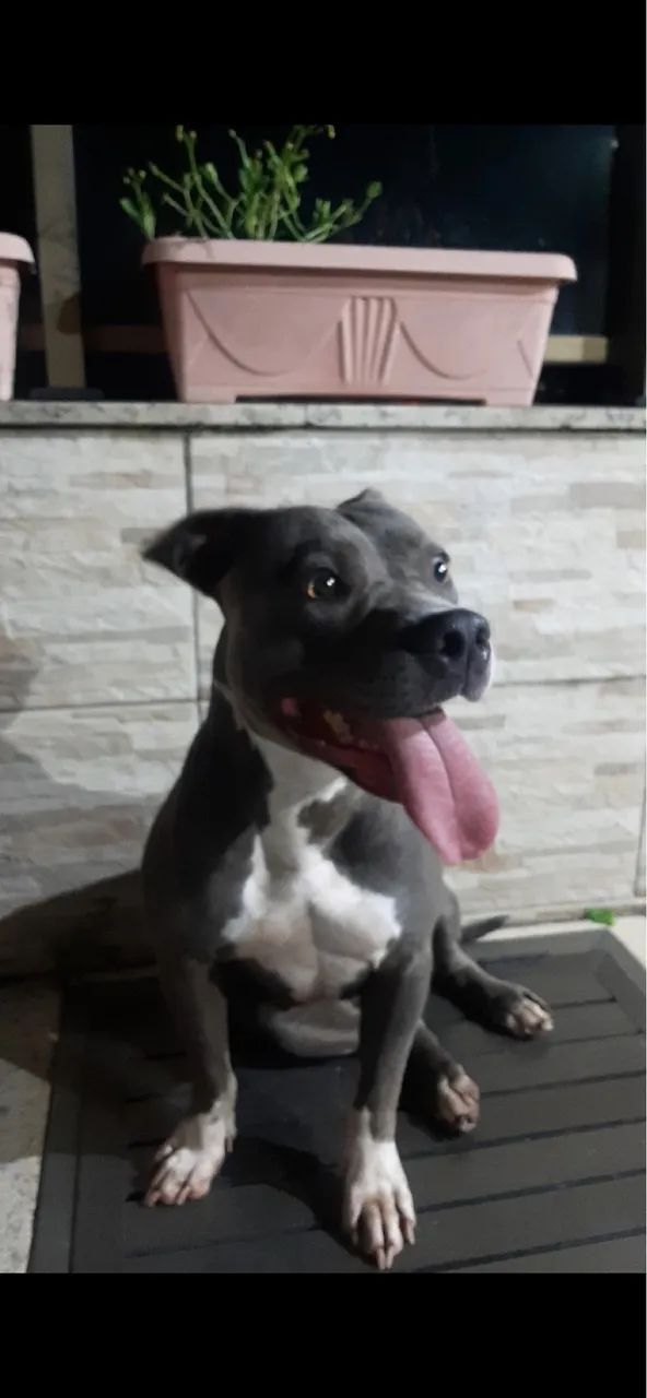 American Bully para doação  - Foto 2
