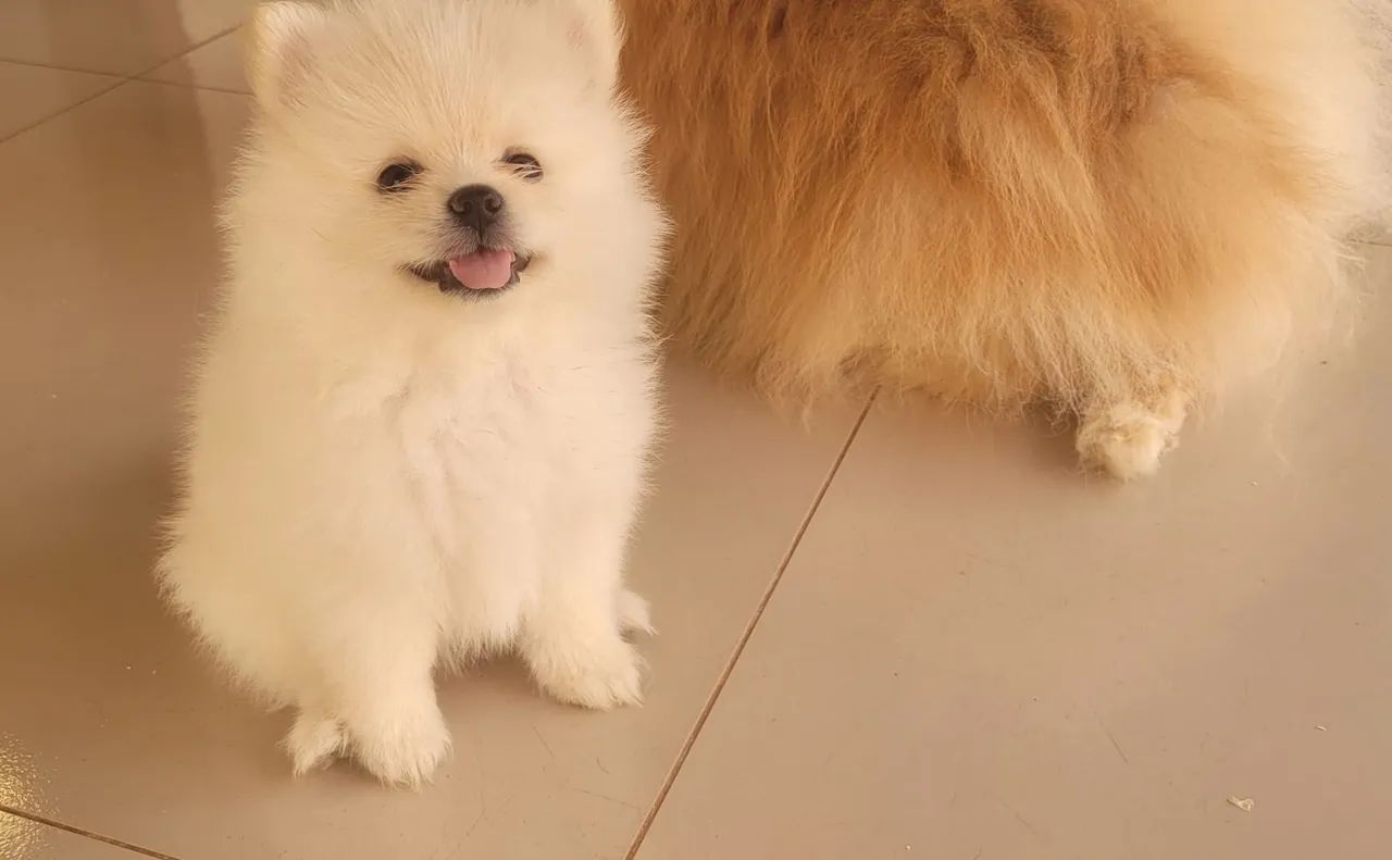 Filhotes  Spitz Alemão  Macho