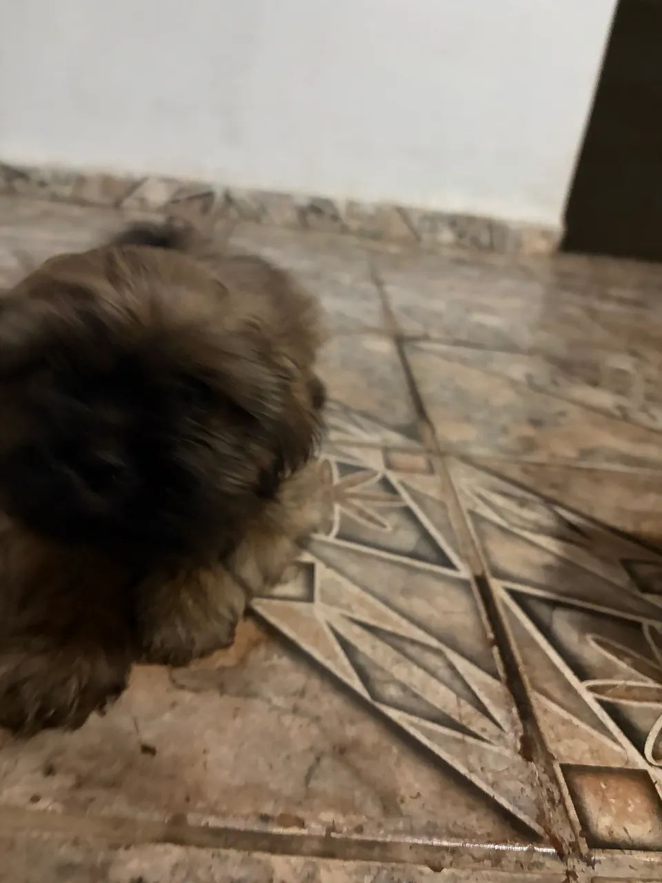 Vendo shitzu macho (pintadinho ou marronzinho com a cara preta) - Foto 5