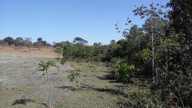 Chácara 14 km de Campo Grande - 9,8 hectares - Foto 13