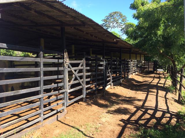 Cavalos a venda no haras Feijó , aluguel de baias e cursos diversos - Foto 2