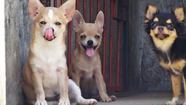 Filhotes machos disponíveis pai e mãe no local