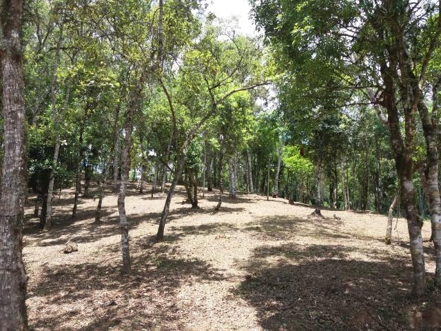Terreno em Avenquiha - Campo Alegre, 30.000 m.² - Foto 14