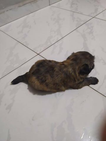 Filhote Shih Tzu Fêmea - Foto 2