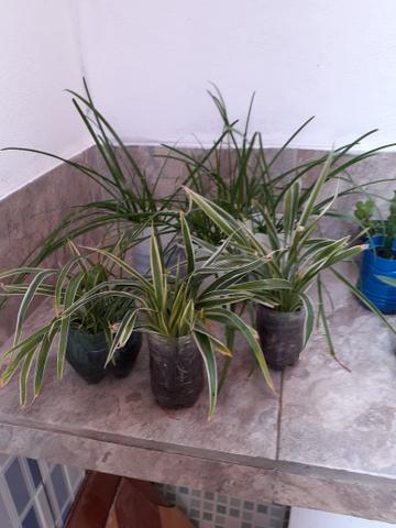 Plantas - Foto 3