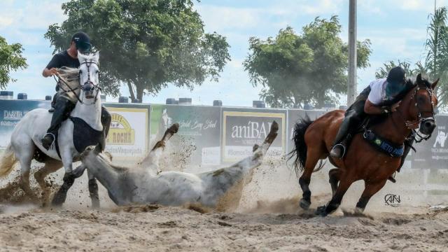 Cavalo de esteira - Foto 5