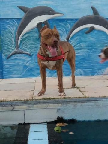 Filhotes pitbull - Foto 3