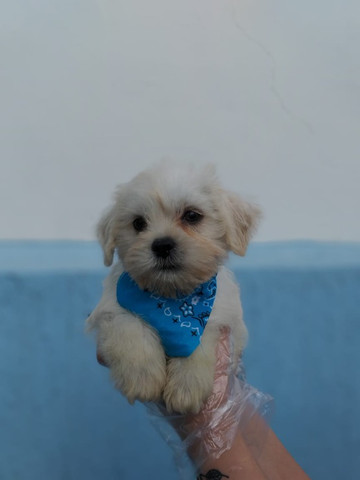 Maltês, filhotes com garantia de saúde, pedigree e auxilio veterinário, venha conferir!